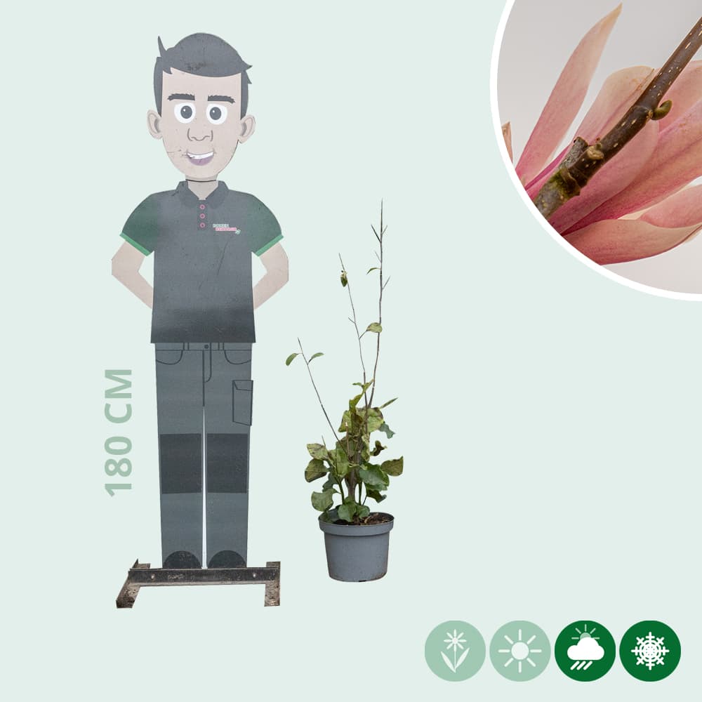 Magnolia 'Heaven Scent' struik