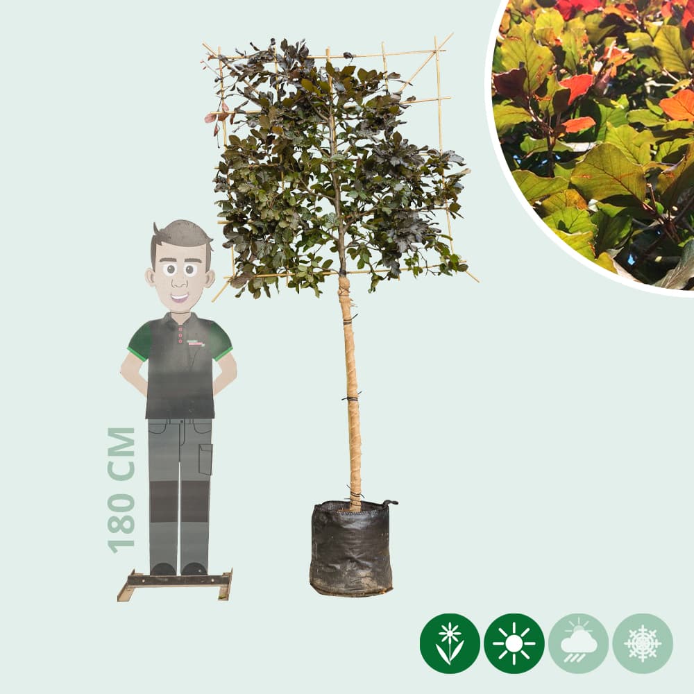 Rode leibeuk 120 cm (120x120)