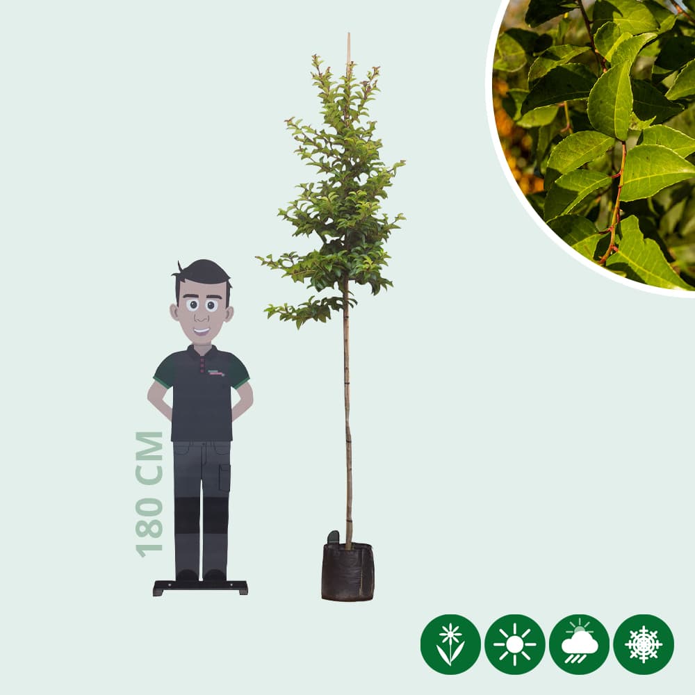 Portugese laurier 'Tico' hoogstam