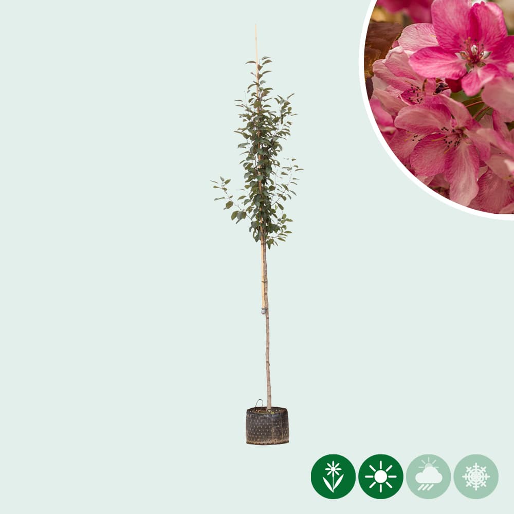 Roodbladige sierappel