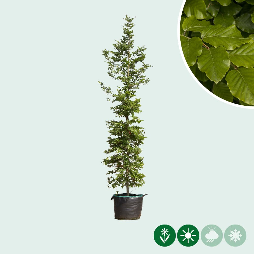 Groene beuk laagstam