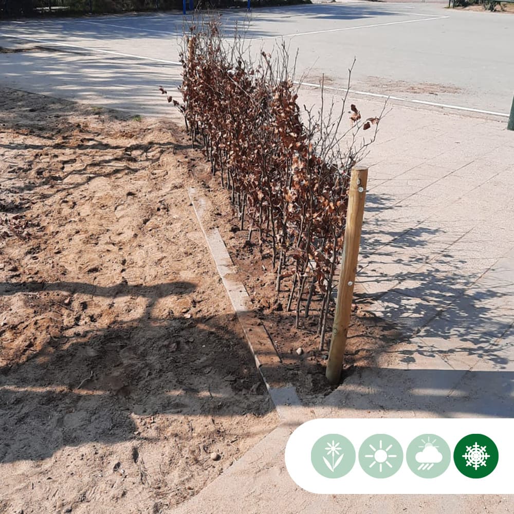 Rode beukenhaag 40 cm