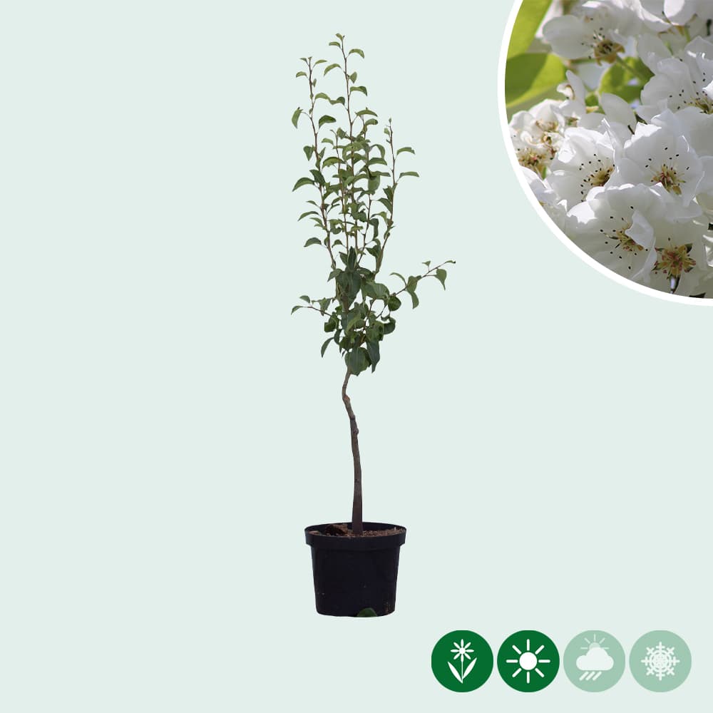 Pyrus c. 'Clapp's Favorite'