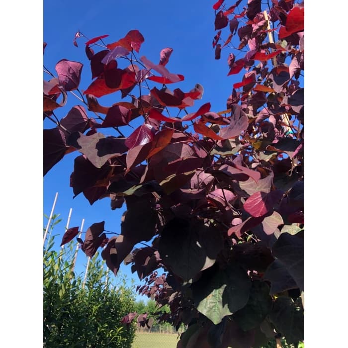 Judasboom 'Forest Pansy' meerstammig