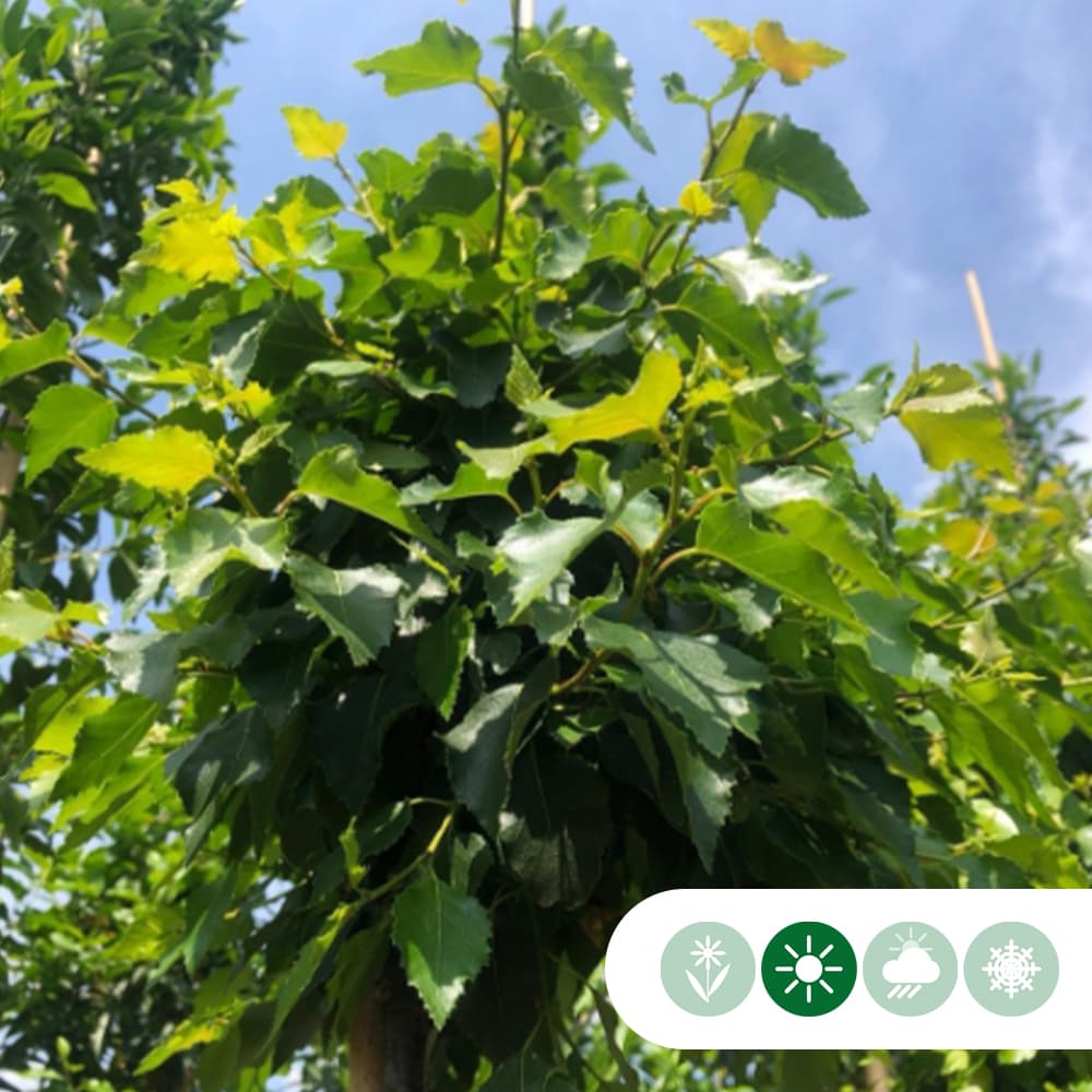 Bolberk 'Magical Globe' 180 cm stamhoogte