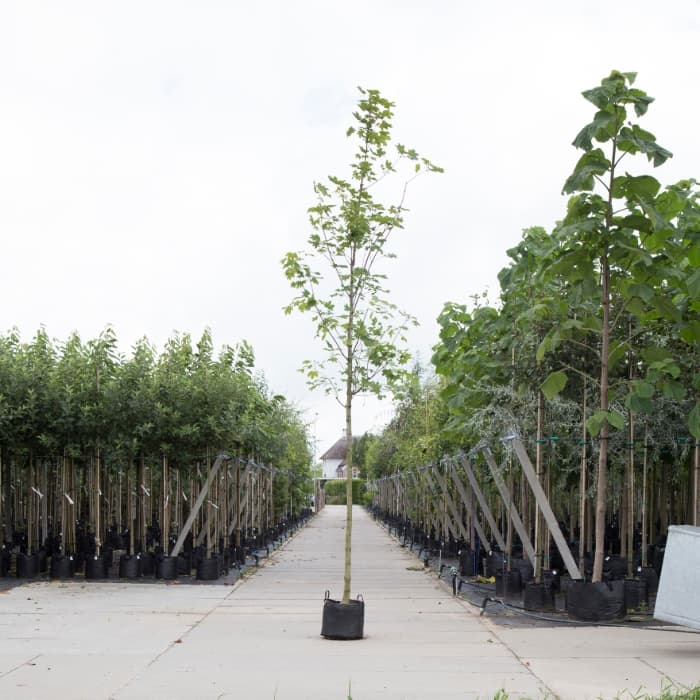 Noorse esdoorn (Acer platanoides 'Emerald Queen')