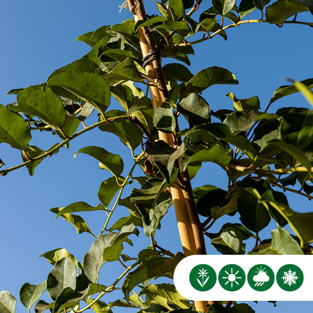 Portugese laurier 'Tico' hoogstam