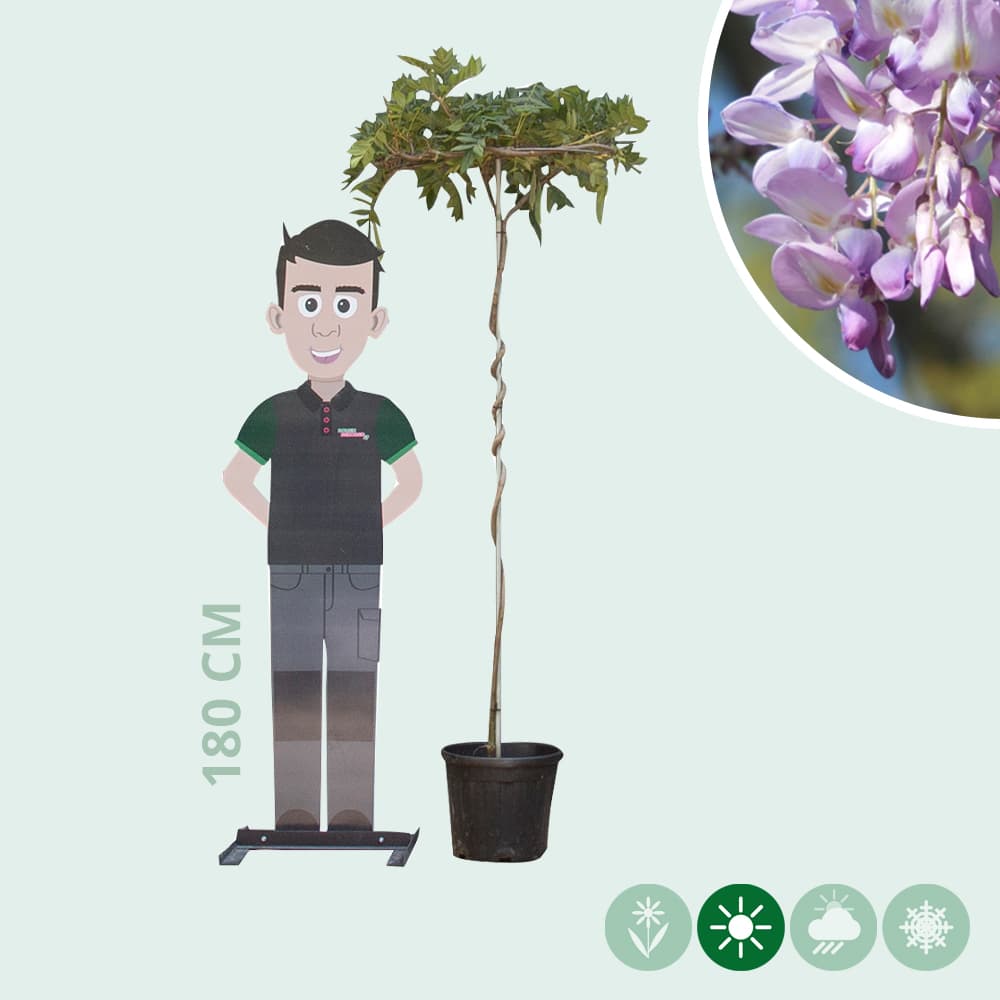 Blauwe regen als dakboom 180 cm stamhoogte