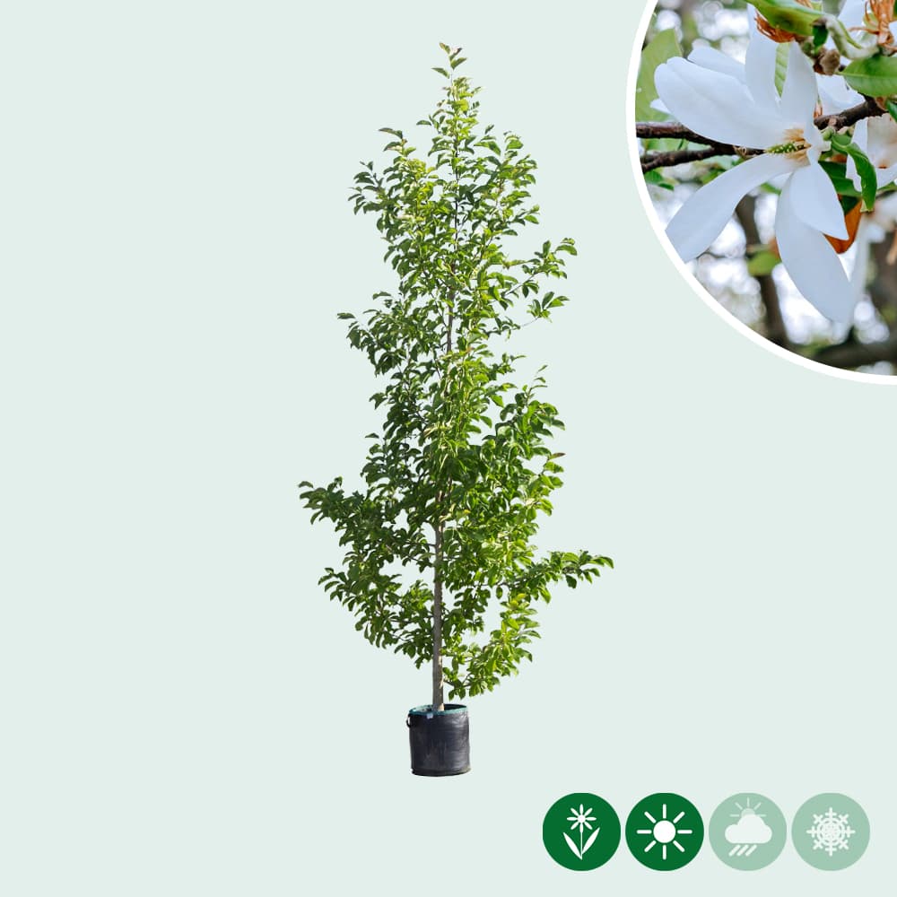 Magnolia kobus laagstam