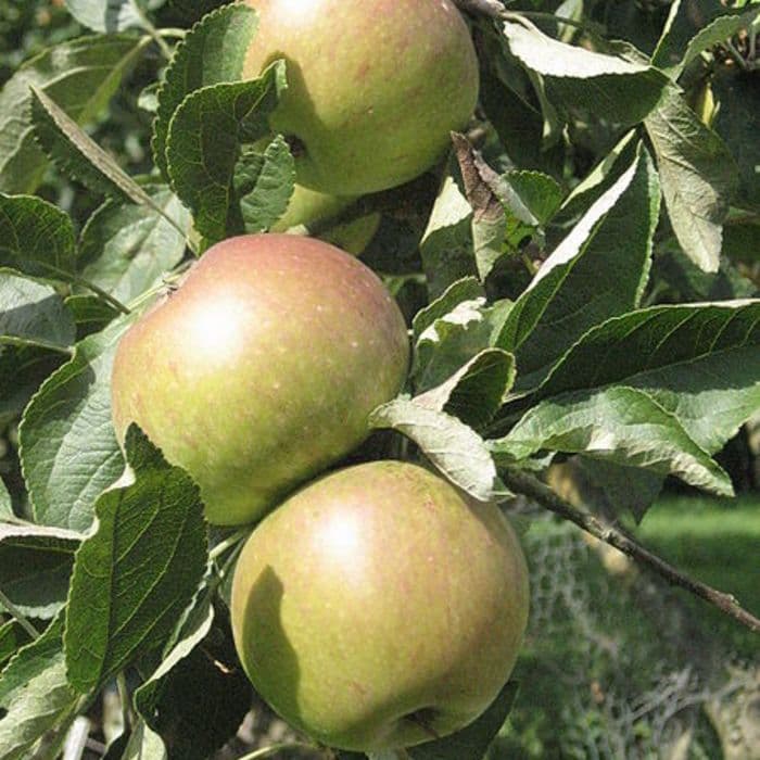 Appelboom Malus domestica 'James Grieve' 2