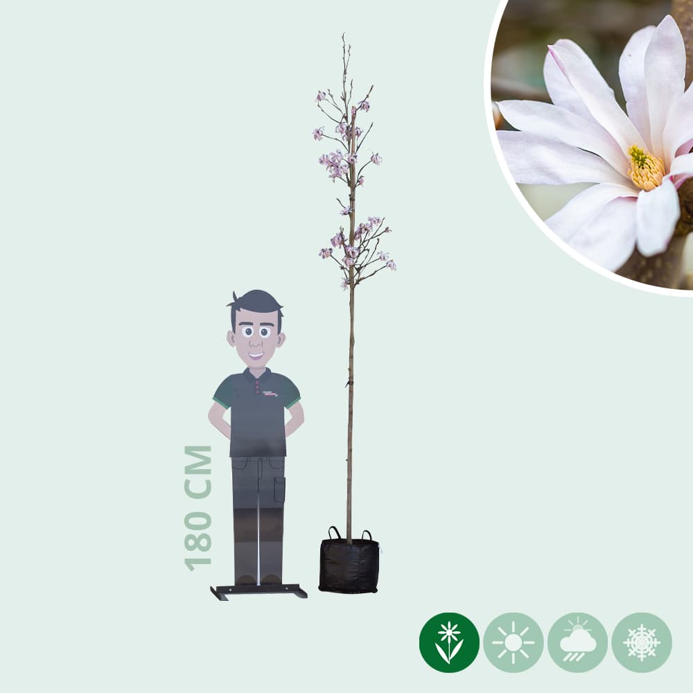 Magnolia 'Leonard Messel'