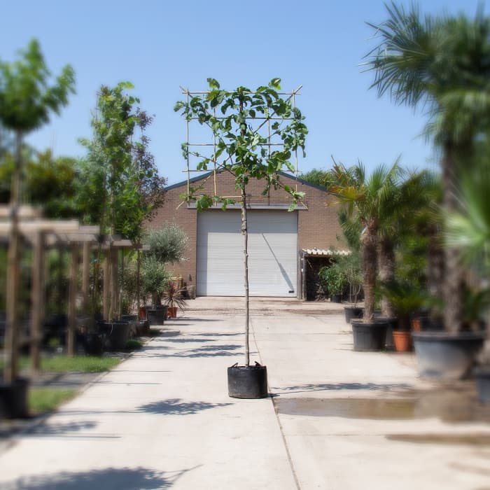 Beverboom leiboom 150 cm