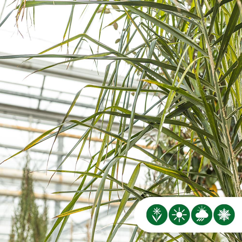 Koninginnepalm 80 cm stamhoogte