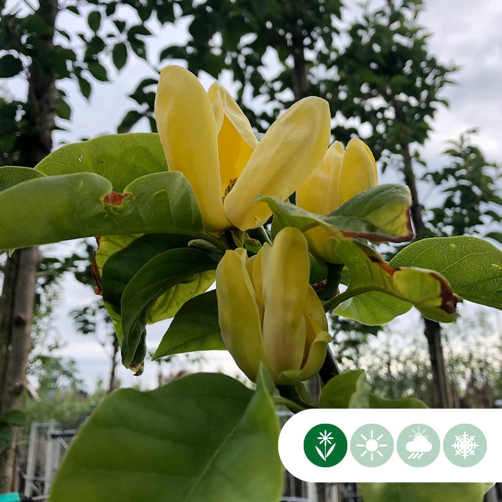 Magnolia 'Yellow Bird'