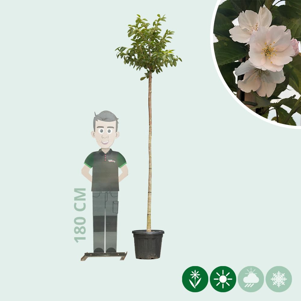 Japanse sierkers 'Yedoensis'