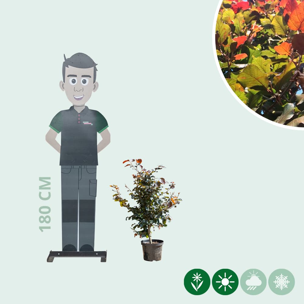 Rode beukenhaag 40 cm