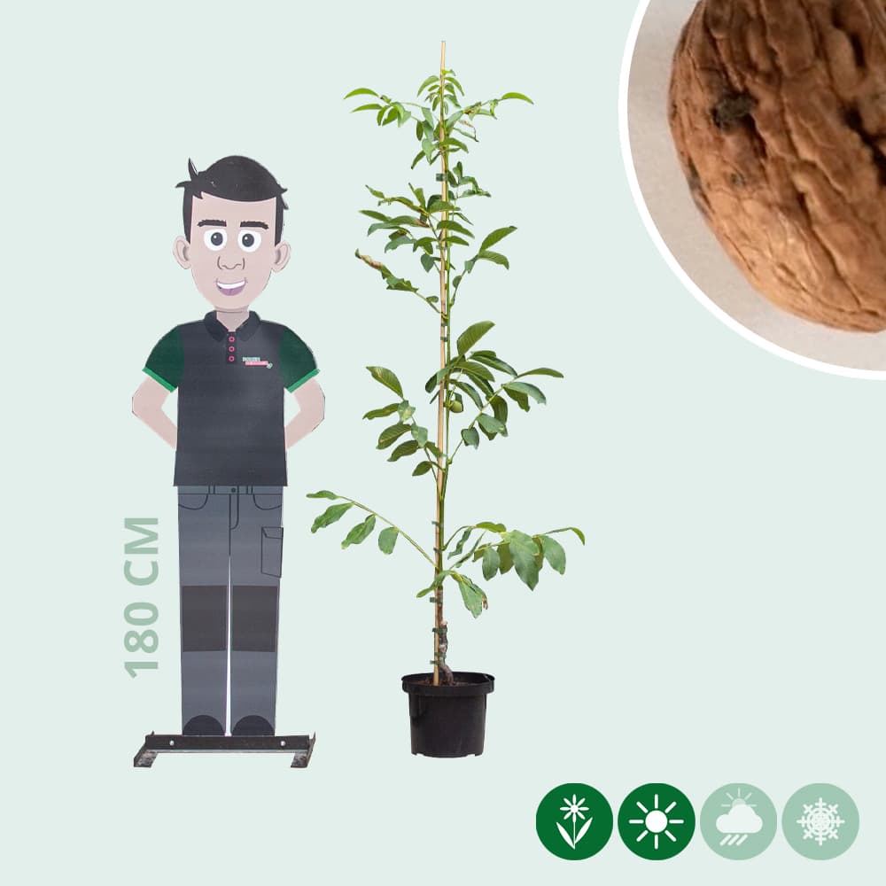 Walnotenboom met rood vruchtvlees