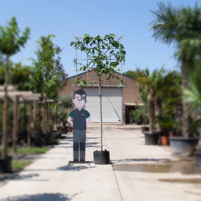 Beverboom leiboom 150 cm