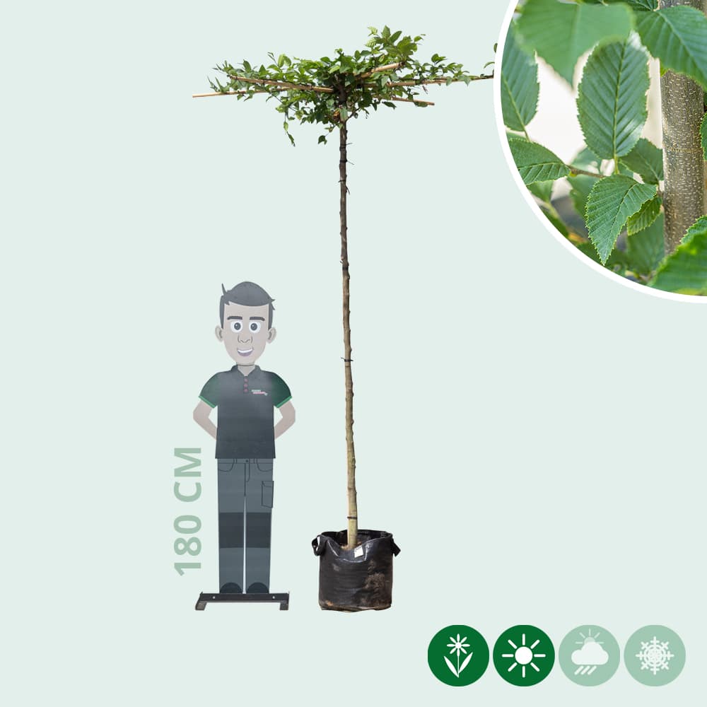 Haagbeuk kruisdak 200-220 cm stamhoogte