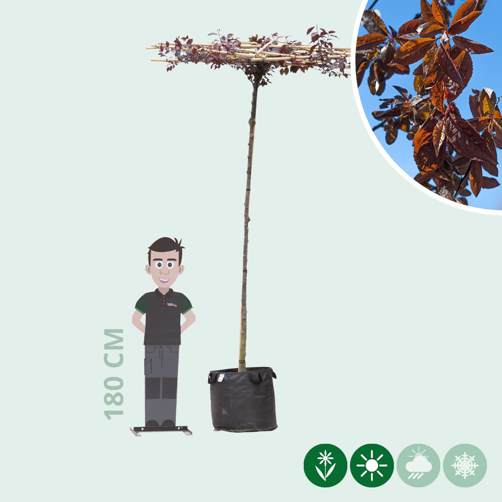 Kerspruim kruisdak 200-220 cm stamhoogte