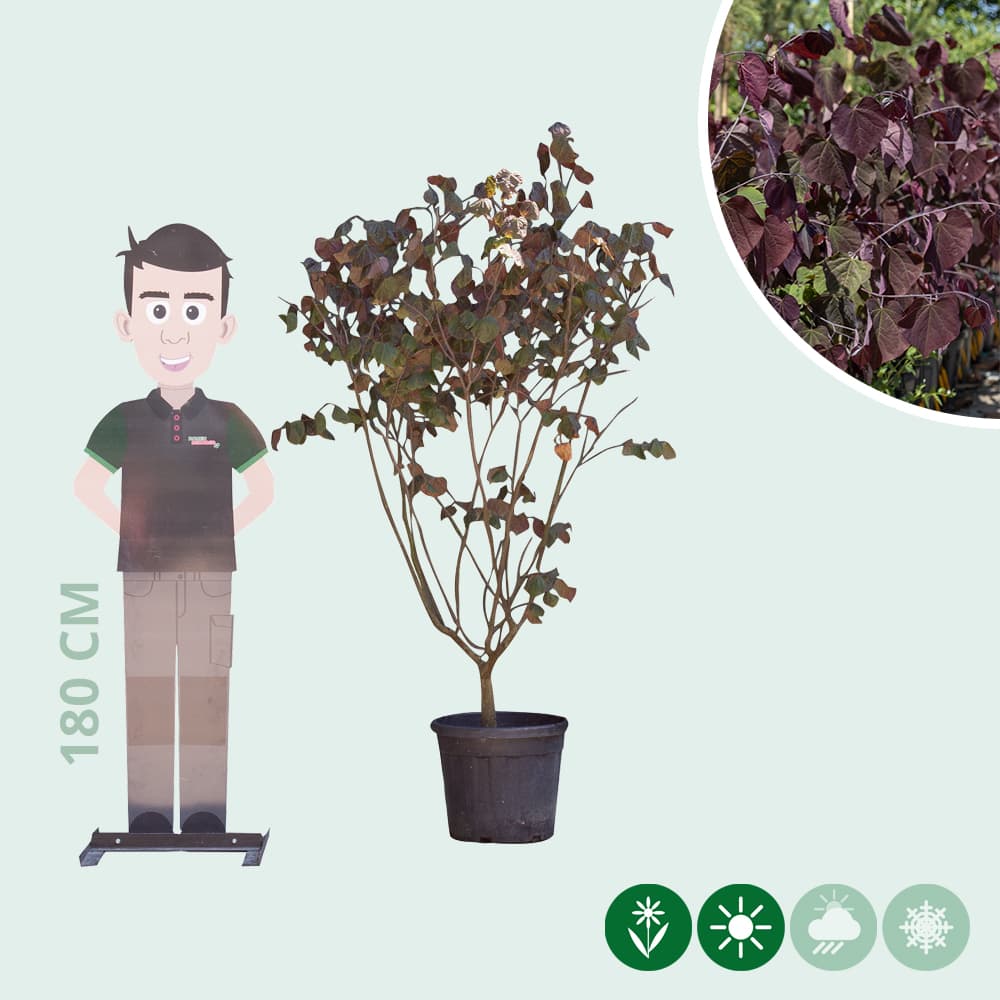 Judasboom 'Forest Pansy' meerstammig