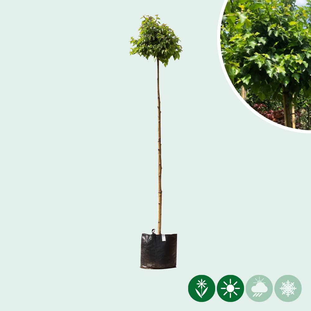 Bolberk 'Magical Globe' 180 cm stamhoogte