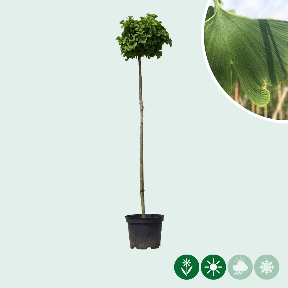 Japanse notenboom op stam 120 cm stamhoogte