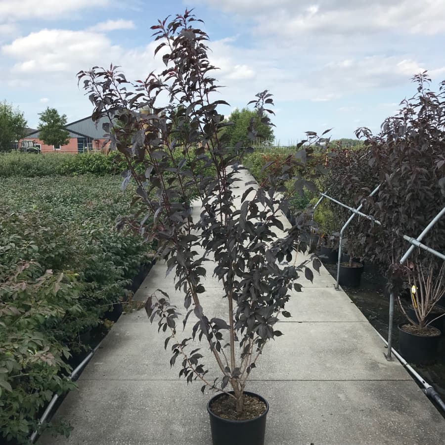 Japanse sierkers solitair