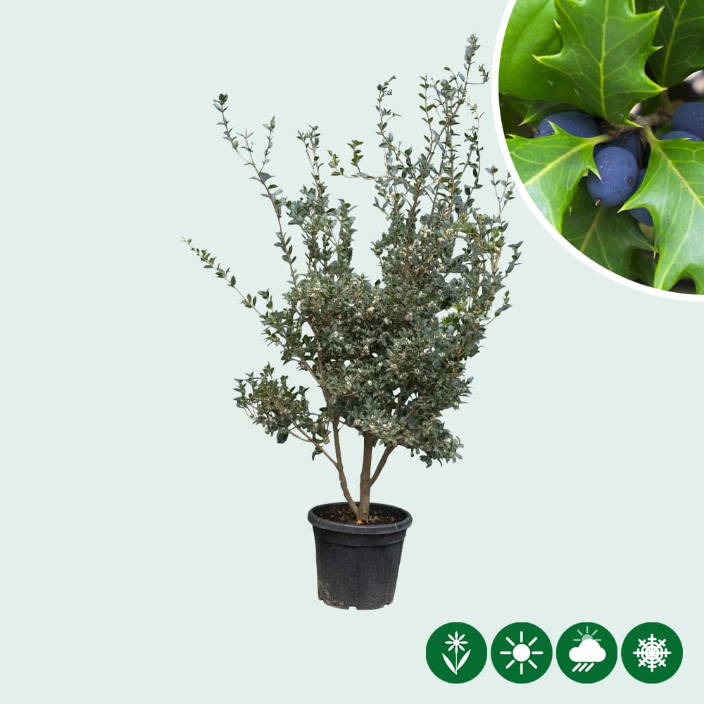 Schijnhulst heterophyllus meerstammig