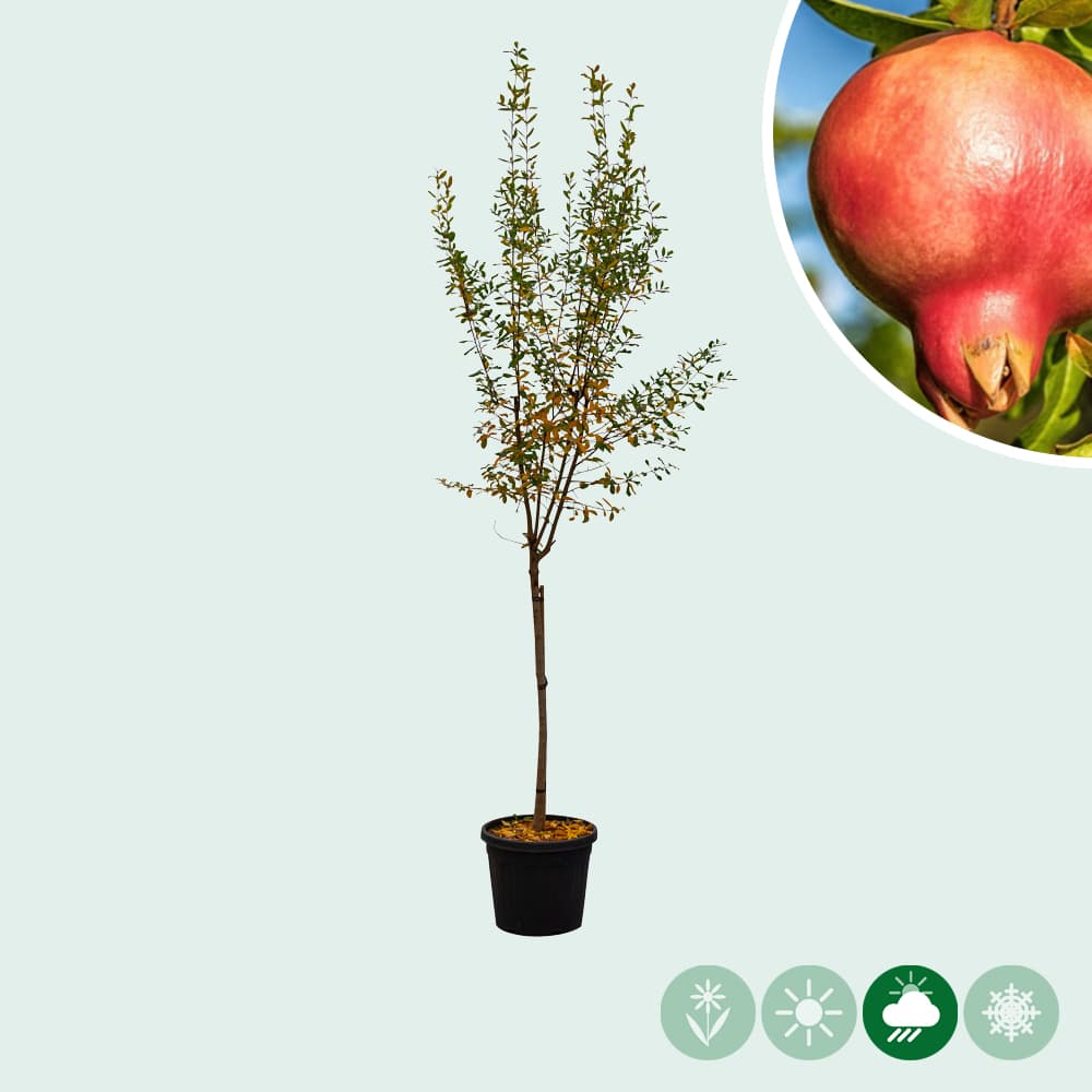 Granaatappelboom 'Fina Tendral'