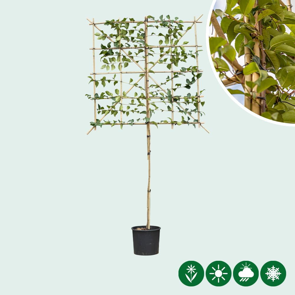 Portugese laurier 'Tico' leiboom 120 cm