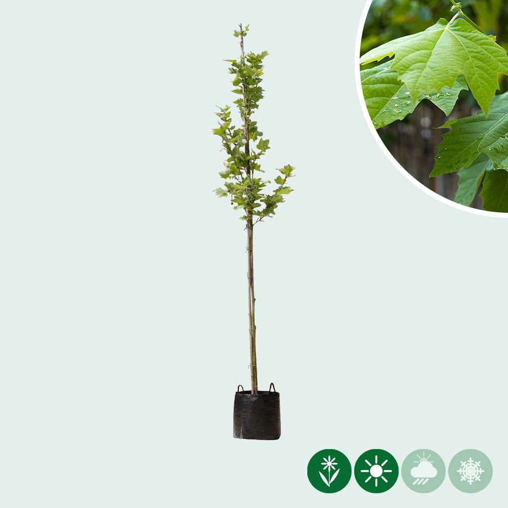 Plataan hoogstam 200 cm