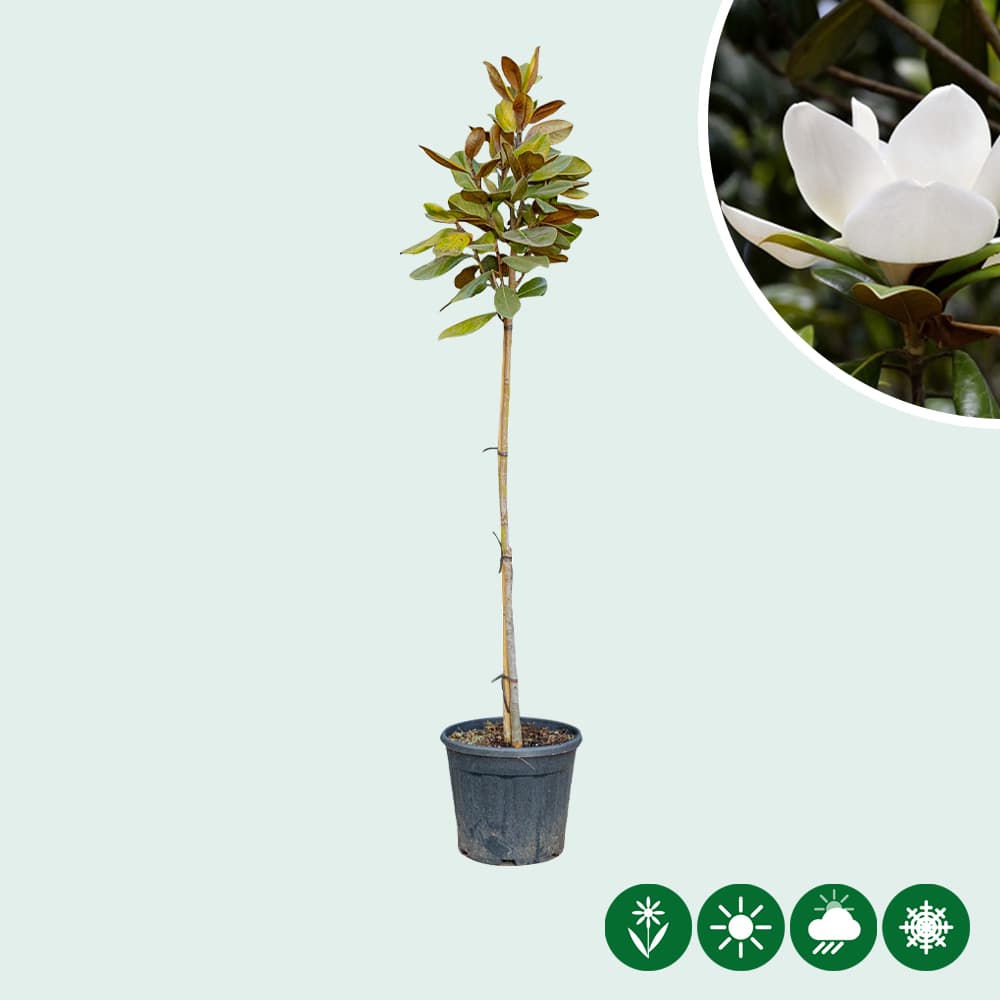 Magnolia grandiflora halfstam