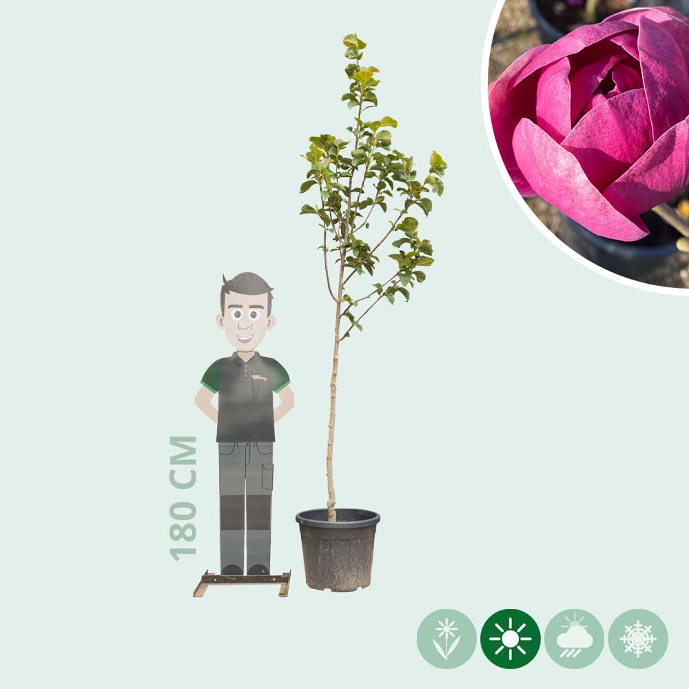 Magnolia Black tulip