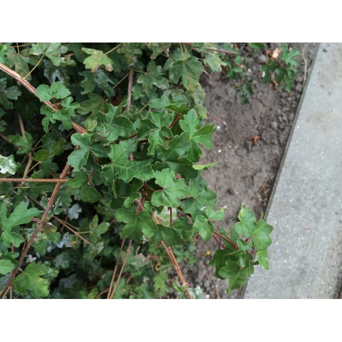 Spaanse aak haag 30 cm