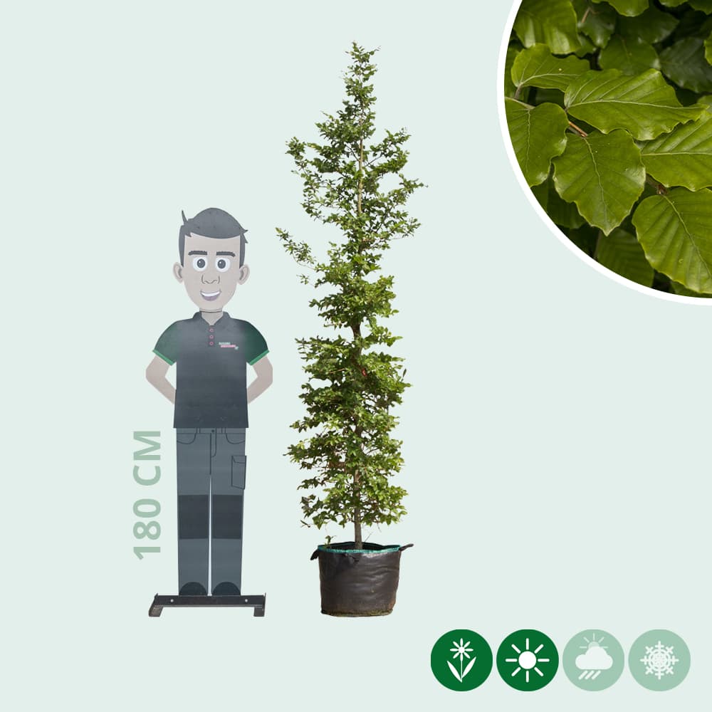 Groene beuk laagstam