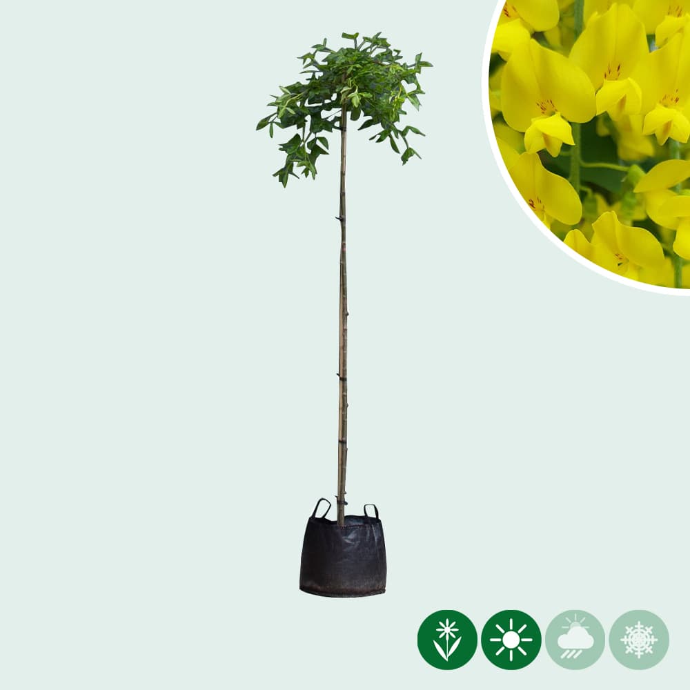 Gouden regen treurvorm