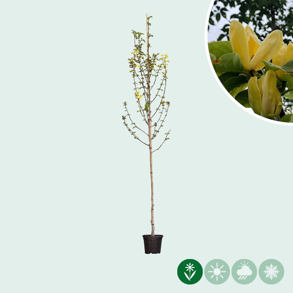 Magnolia 'Yellow Bird'