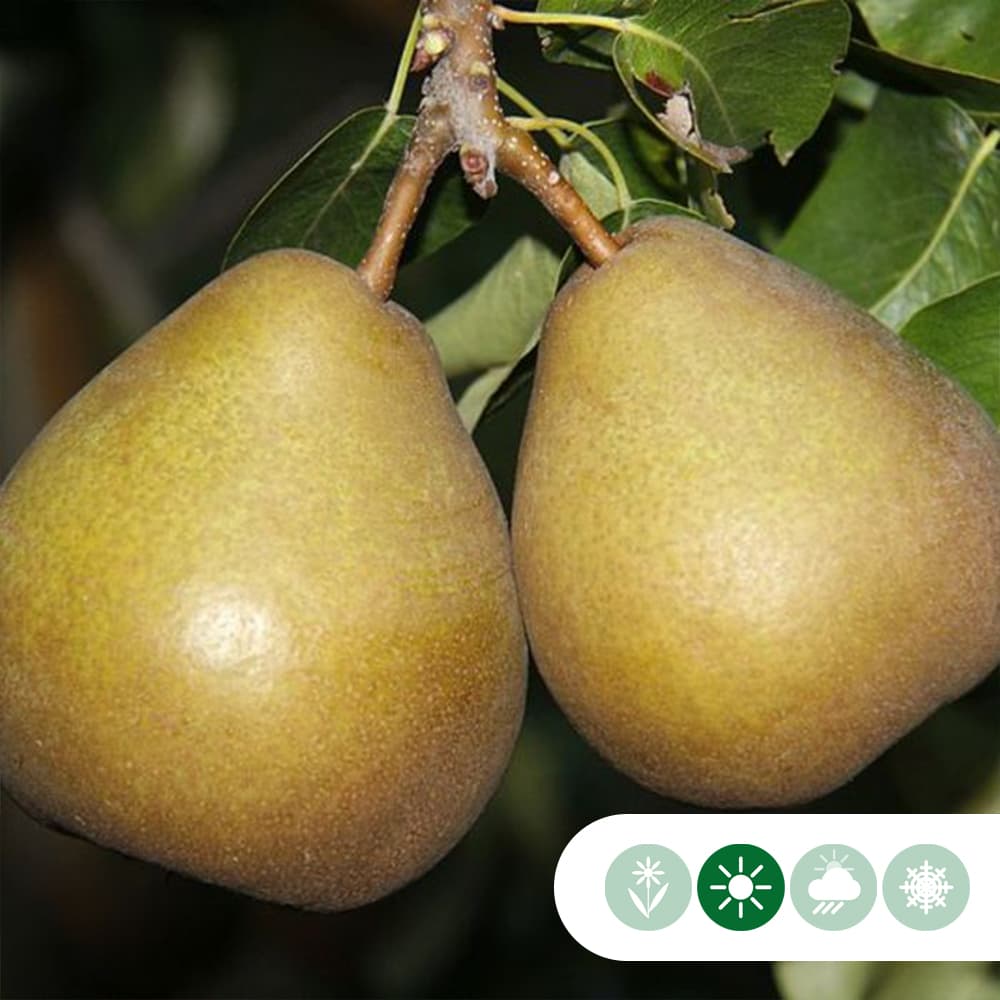 Pyrus c. 'Beurré Hardy'