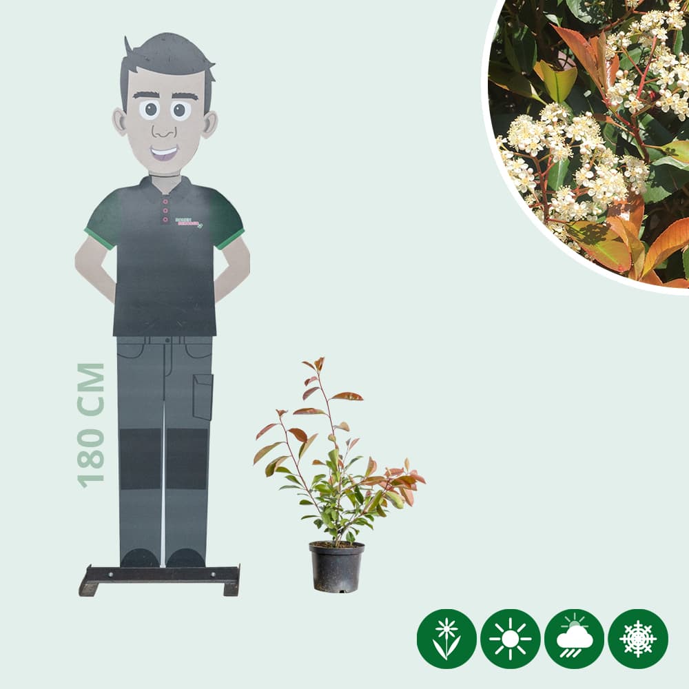 Photinia Red Robin haag 60 cm