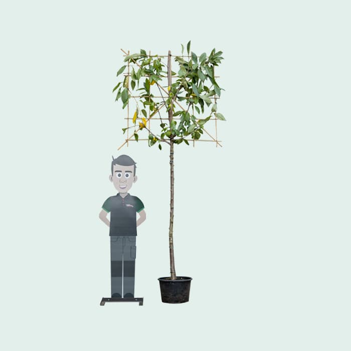 Kordia leiboom groot