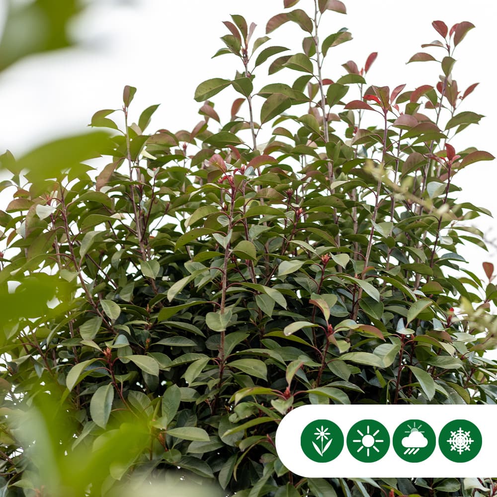 Bol Photinia