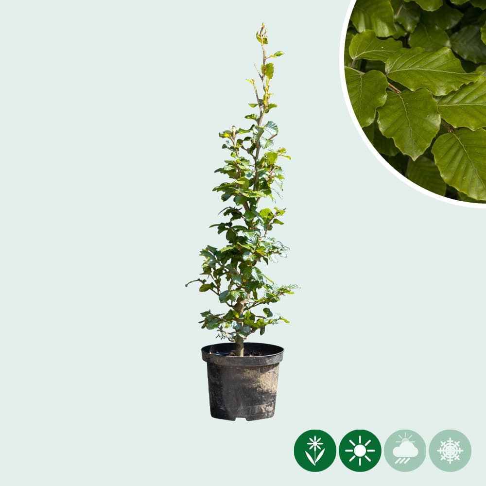 Groene beukenhaag per stuk