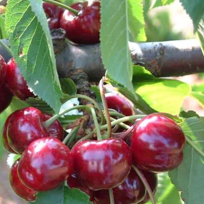 Prunus avium 'Bigarreau Burlat' 2