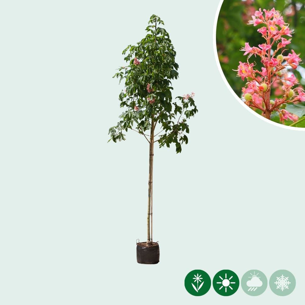 Rode paardenkastanje