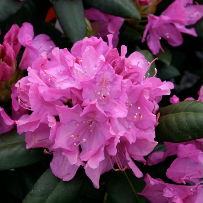 Rhododendron Roseum elegans