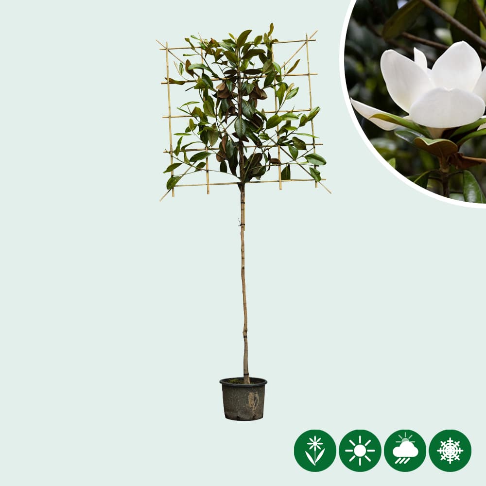 Leimagnolia 150 cm