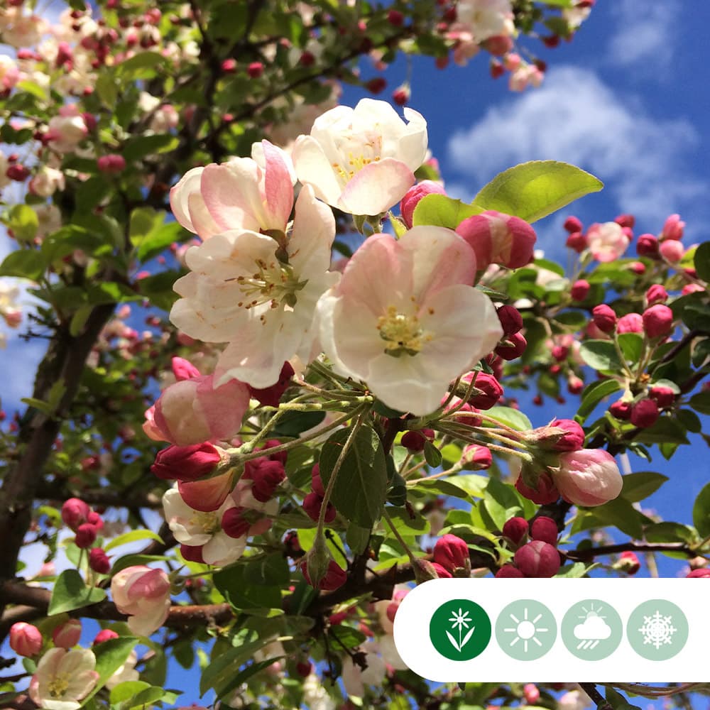 Rode sierappel 'Red Sentinel'