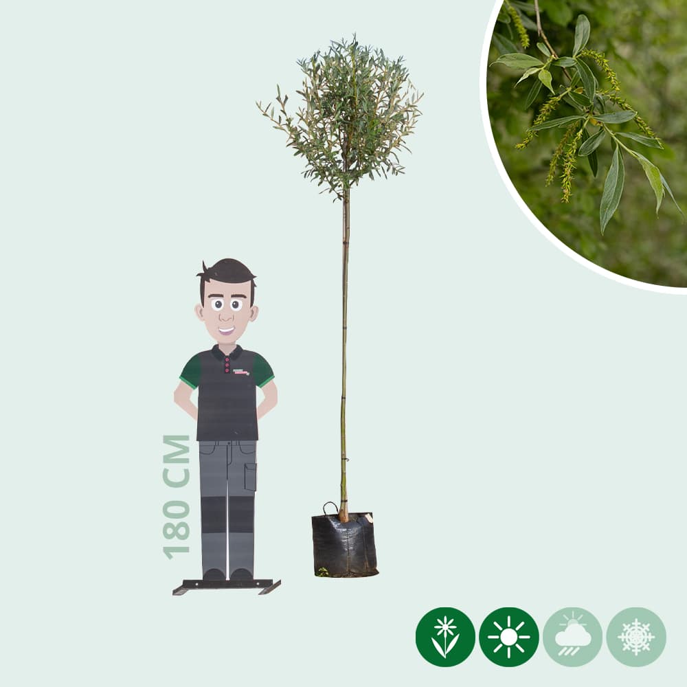 Knotwilg 180 cm stamhoogte