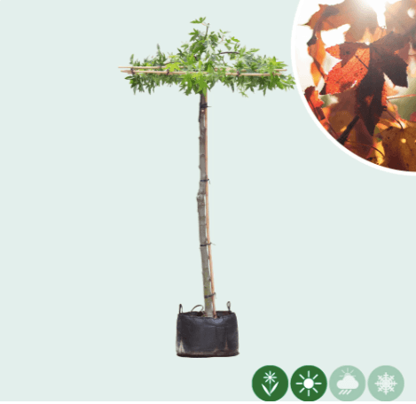 Amberboom vierkant dak 200-220 cm stamhoogte